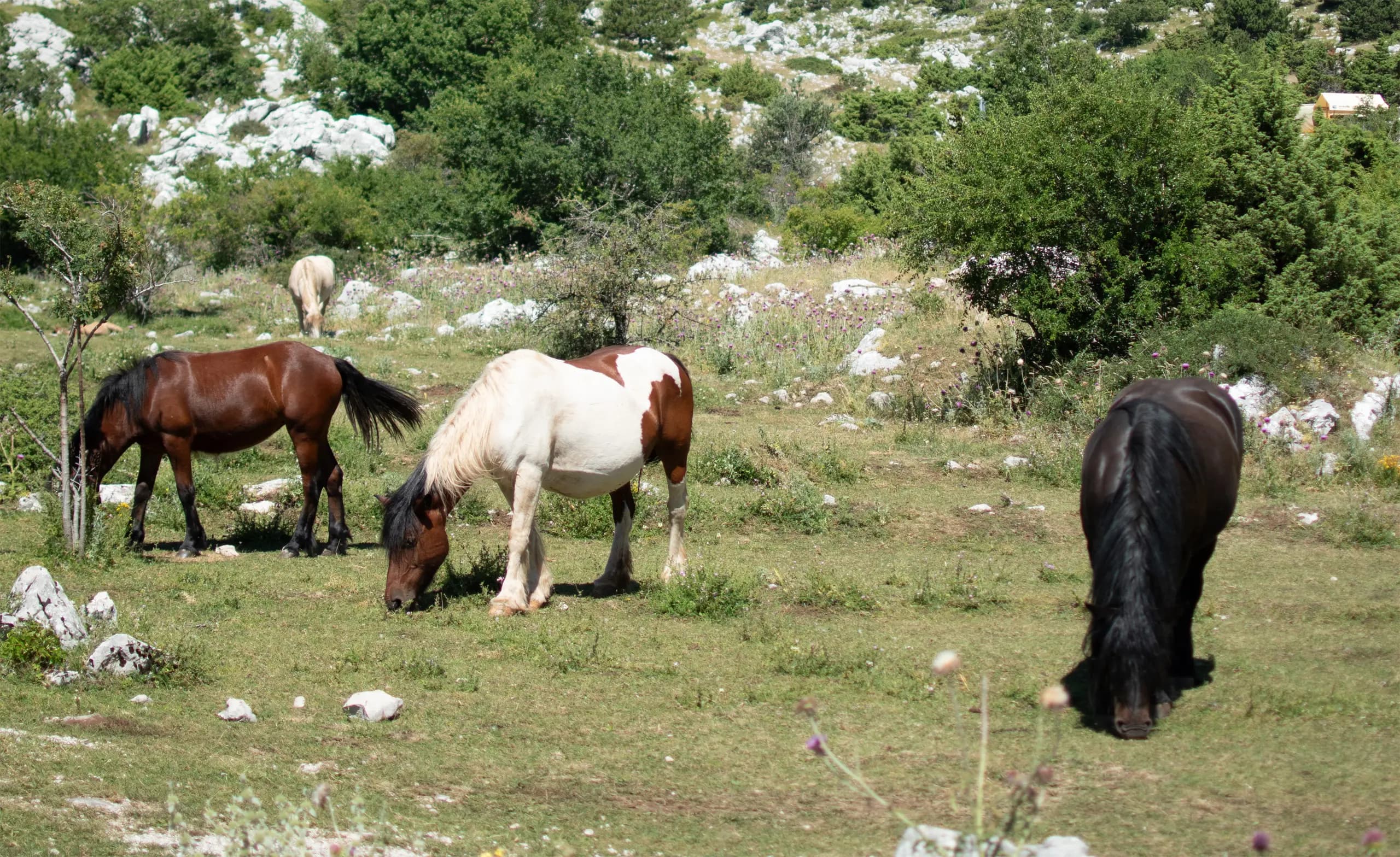 wild horses on mountain